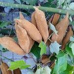 Brachychiton discolor Fruto