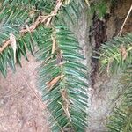 Abies numidica 葉