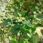 Rubus ellipticus Leaf
