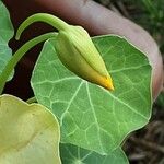 Tropaeolum minus Flor