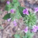 Clinopodium vulgareFlower