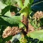 Lactuca virosa Bark