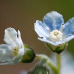 Andersonglossum virginianum Flower