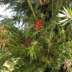 Callistemon citrinus Fulla