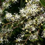 Copaifera aromatica Blüte