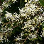 Copaifera aromatica Flor