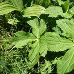 Ranunculus aconitifolius Folio