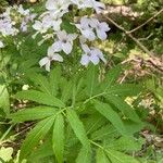 Cardamine heptaphylla Fleur