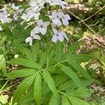 Cardamine heptaphylla Цвят