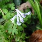 Corydalis flexuosa Flower