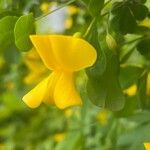 Caragana frutex Flower