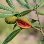 Tabernaemontana catharinensis ഫലം