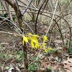 Forsythia suspensa Blüte