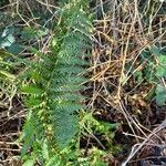 Polystichum aculeatum Blad