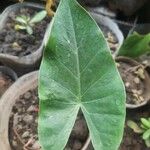 Colocasia esculentaFrunză