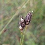 Schoenus nigricans Frucht
