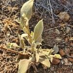 Verbascum sinaiticum Blatt