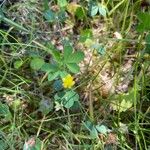 Trifolium dubiumFlower