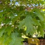 Quercus shumardii Frunză