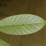 Guatteria punctata 葉