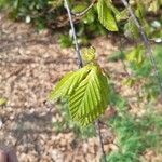Fagus crenata Hoja