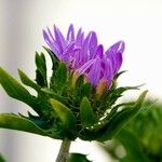 Stokesia laevis Leaf