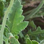 Papaver atlanticum ഇല