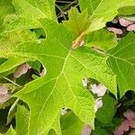 Hydrangea quercifolia Foglia