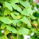 Ginkgo biloba Leaf