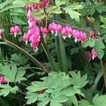 Dicentra spectabilis Flor