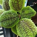 Pilea mollis ᱥᱟᱠᱟᱢ