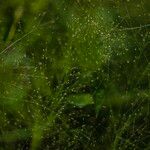 Panicum trichanthum Flor