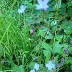 Epilobium montanumFlor