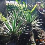 Agave vivipara Fuelha