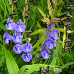 Scutellaria baicalensis Fiore