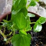 Peperomia pellucida Ліст