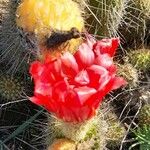 Echinopsis huascha Flor