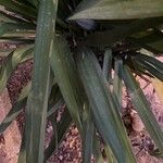 Yucca filamentosaLeaf