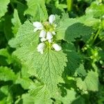 Lamium moschatum Λουλούδι