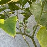 Solanum torvum Owoc