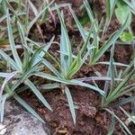 Dianthus plumarius Lehti