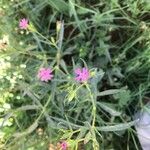 Silene muscipula Flower