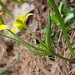Gagea fragifera 葉