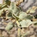 Solanum incanum Leaf