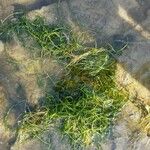 Elodea nuttallii Leaf