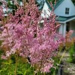 Filipendula rubra Flor