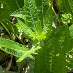 Rudbeckia fulgida Blatt