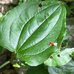 Smilax tamnoides Blatt