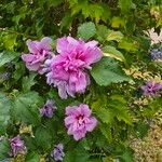 Hibiscus syriacusफूल