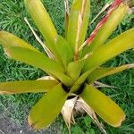 Aechmea blanchetiana Leaf